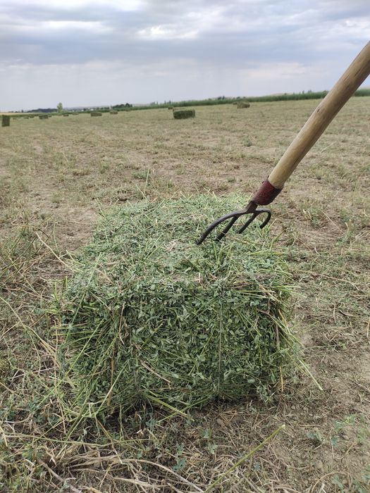 Жонышка клевер люцерно