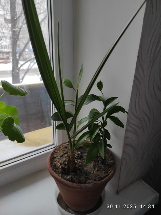 Цветы комнатные в горшках