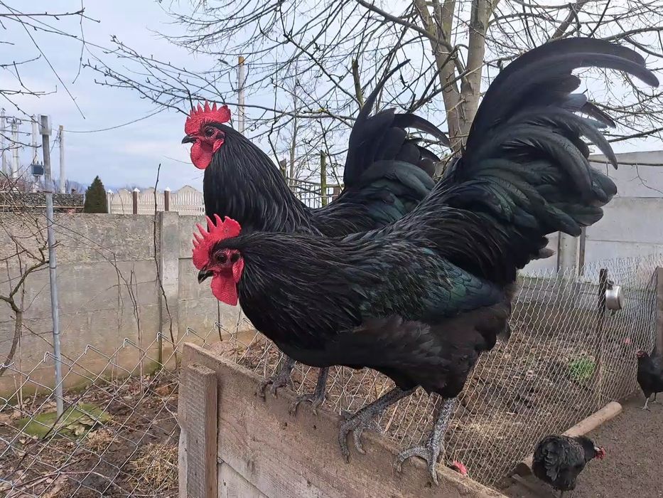 Vând cocoși australorp negri