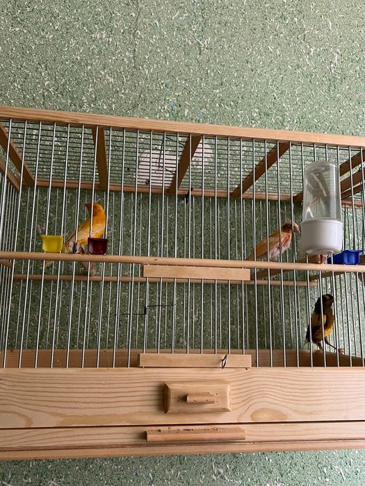 Конарейки все молодые первый выводки