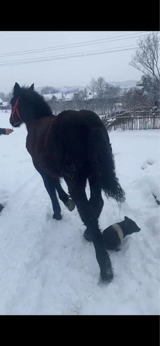 Vand manz de 6 luni mai multe detali in privat