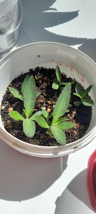 Колонхоя расточек