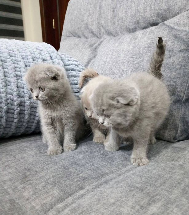 Продаётся шикарный кот скоттиш страйт мальчик.