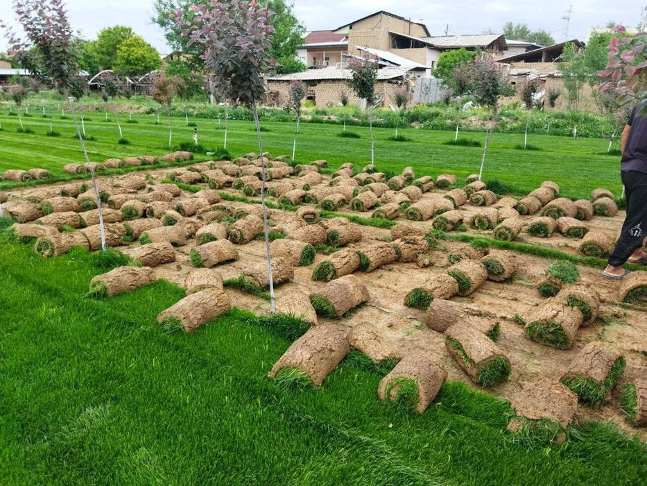 Tayyor tabiiy rulonli gazon sotamiz.