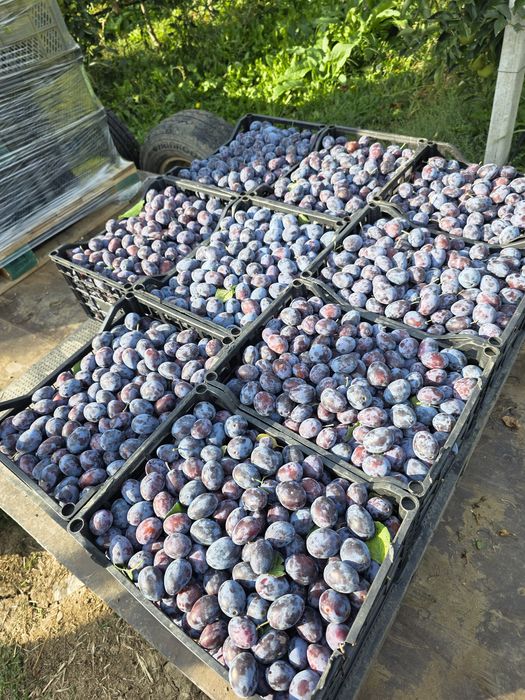 Vand prune dulci darjan