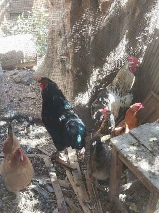 Продаются петухи