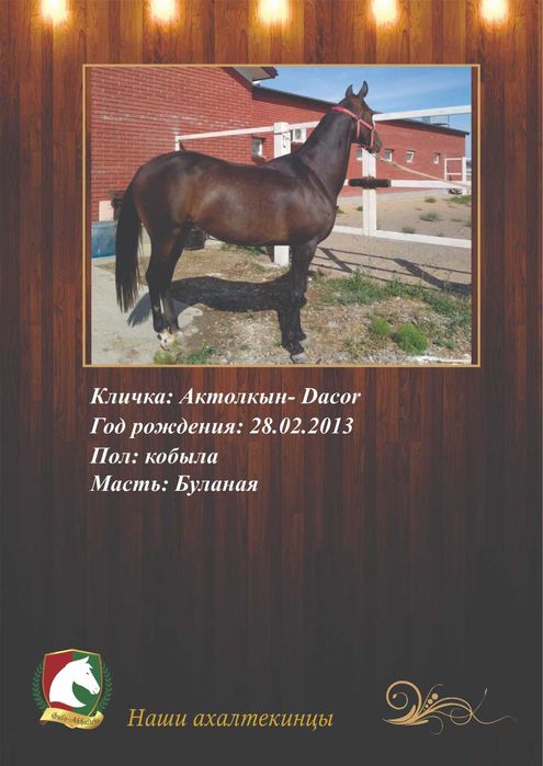 Ахалтекинская кобыла ,жеребец