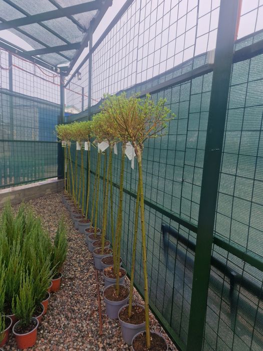 Ели сосны сирень саженцы