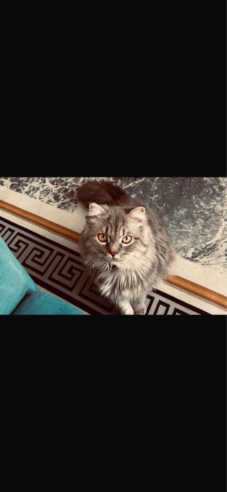 Отдам кота в добрые руки