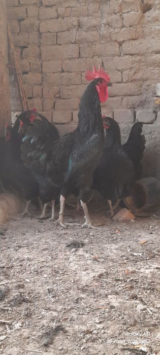 Qora shaxzoda tuxumlari