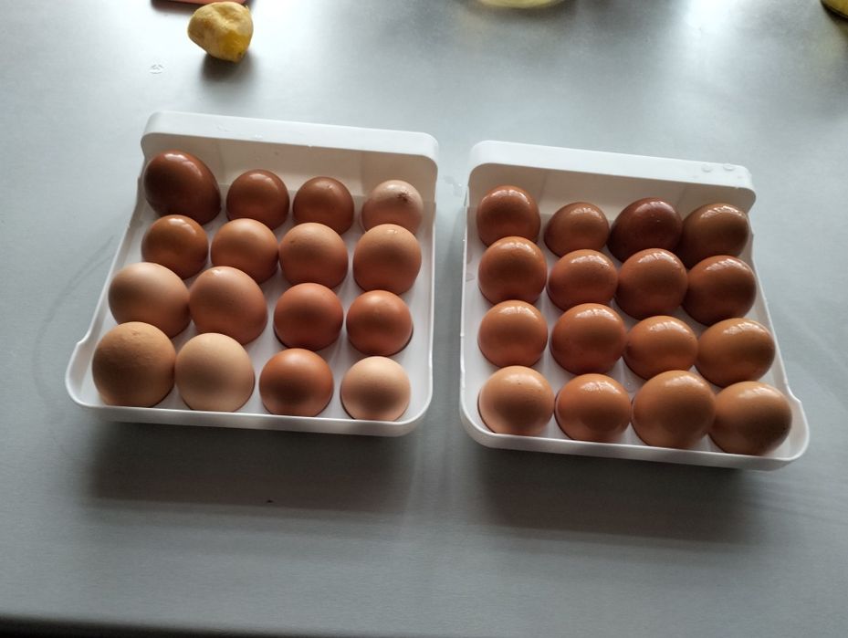 Ouă de casă proaspete