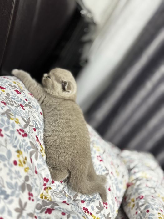 Ищу кошку для вязки с котом