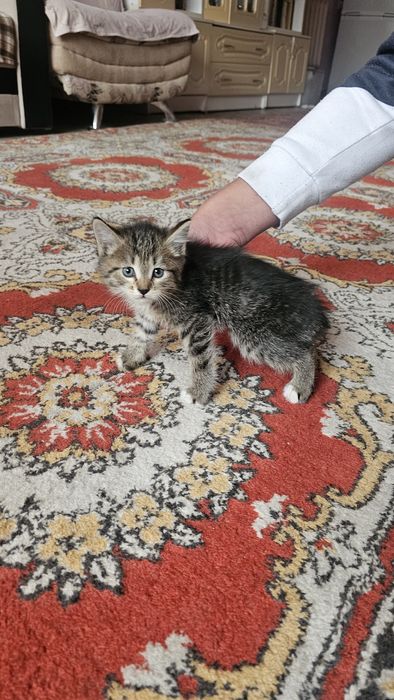 Бесплатно котята