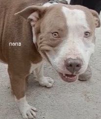 продаются щенки пит-бультерьера