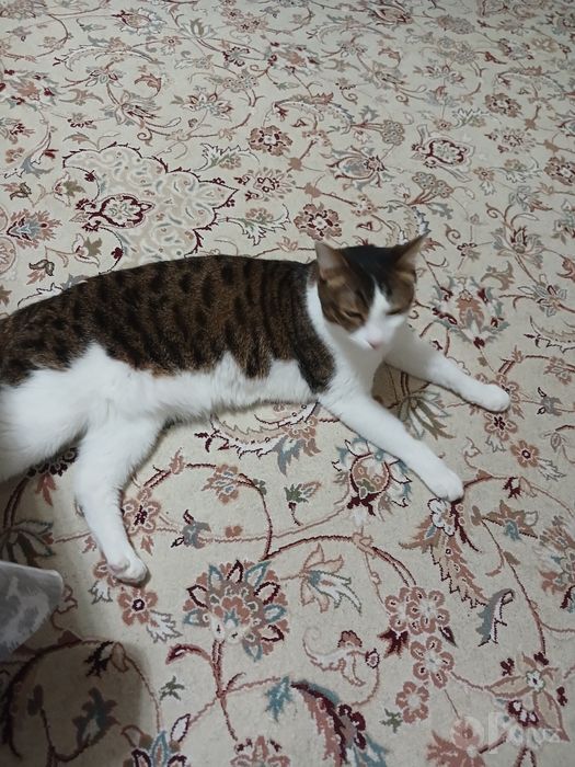 Домашный кот с паспортом