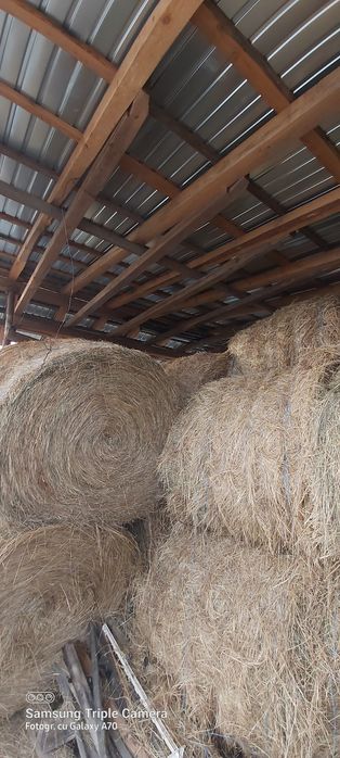 BALOȚI FAN 1,20/1,20