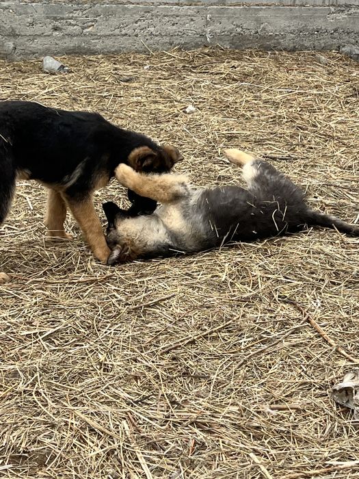 Овчарка кушіктер сатамын