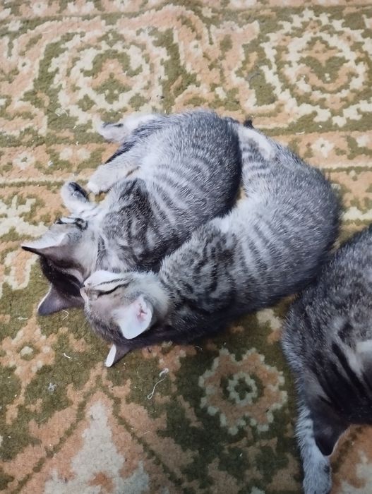 Дарю полосатиков домашних.