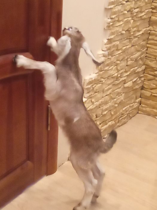 Продаётся козочка