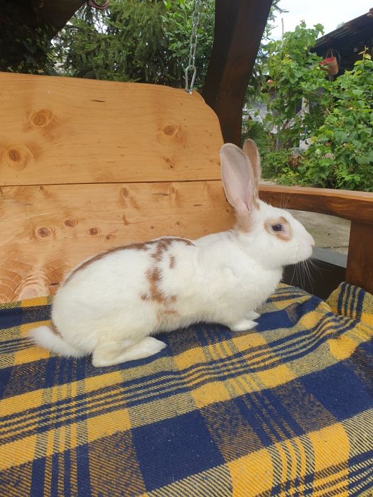 Vand iepuri,femela si mascul,mari si mici,femela cu pui