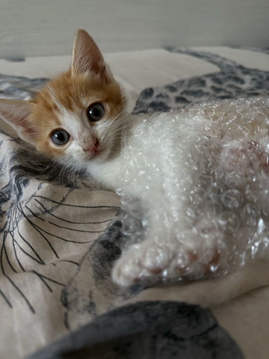 Котенок рыжий.