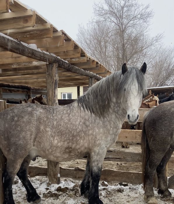 Продам жеребцов алтайские