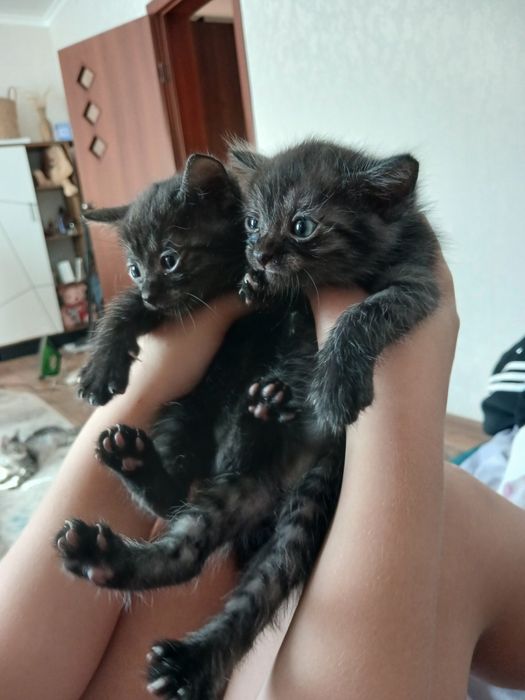 Отлам котят! Девочки