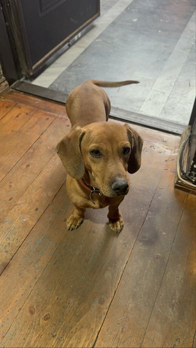 Такса ищет подругу. Вязка