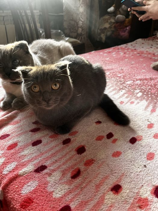 Отдам красивых котят