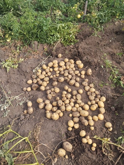 Картошка домашный крупный