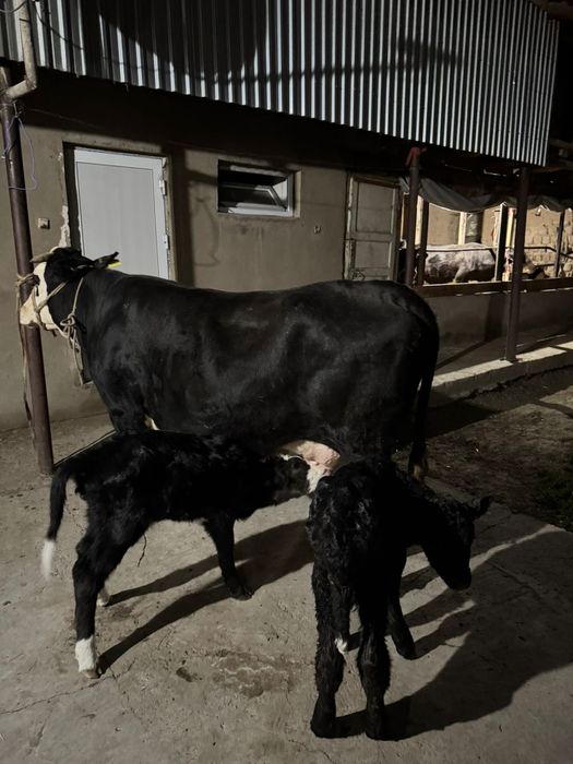 Осы сиыр сатылады