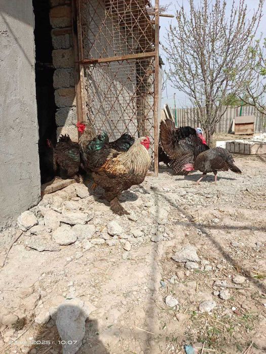 Брама тухумлари хамда брама жу́жалари арзон нархда сотилади.