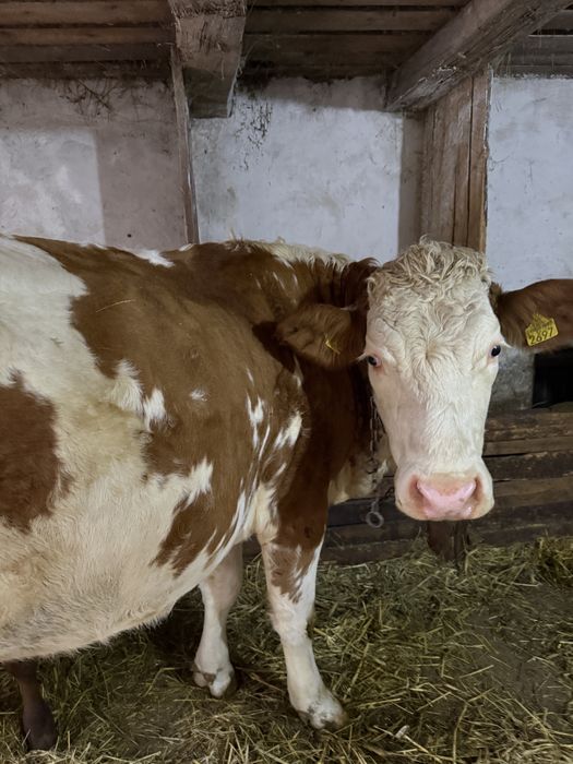 Vând vacă pentru abator