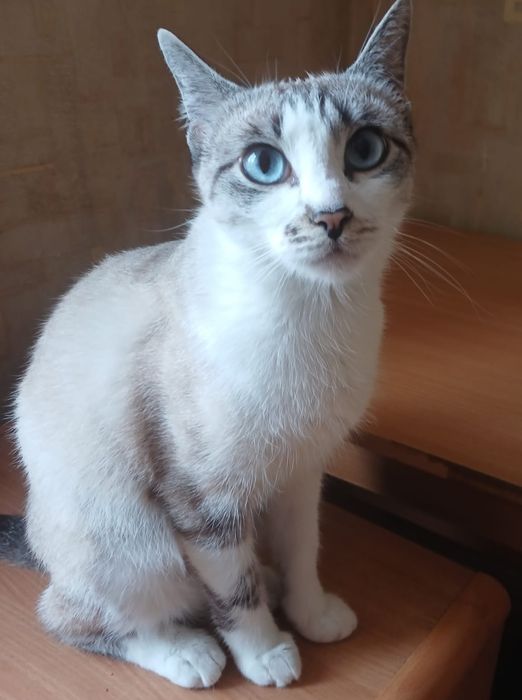 Котёнок! Девочка!