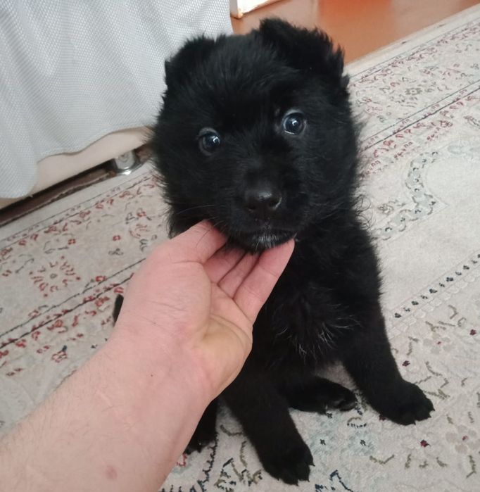 Щенки Немецкой Овчарки!