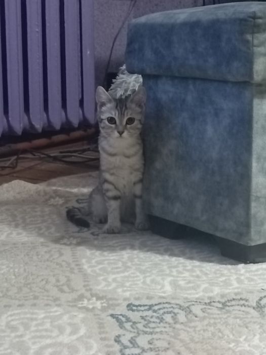 Котенок в добрые руки, девочка