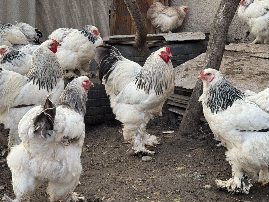 Петухи и куры брама