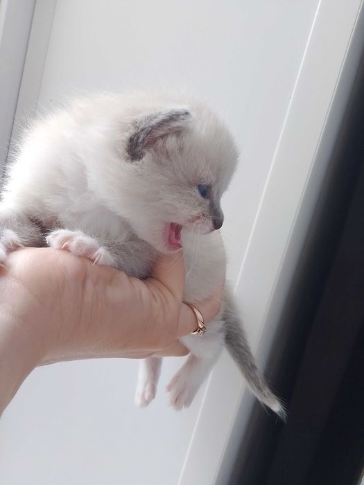 Маленькие котята