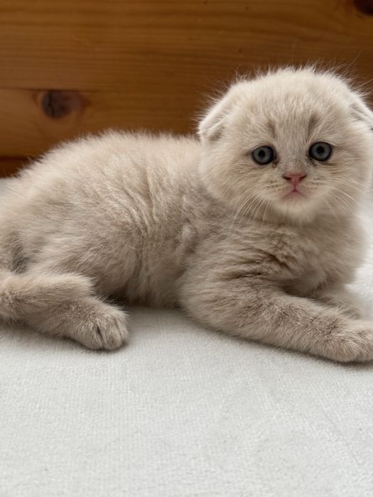 Британски котета сладки домашни любимци