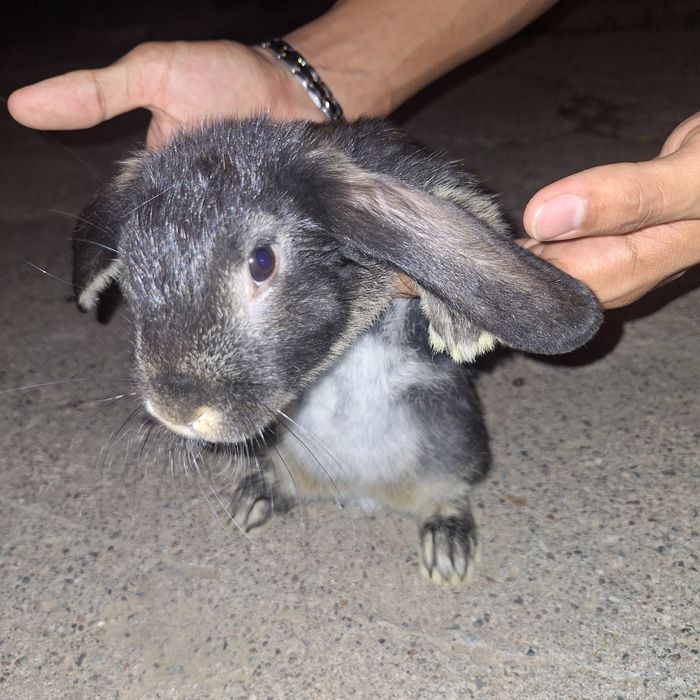 Кролики Баран(quyon)(baran)