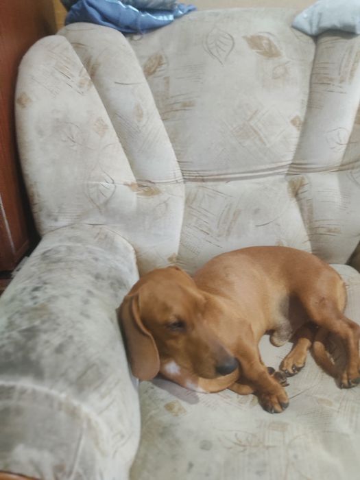 Такса для вязки кабель