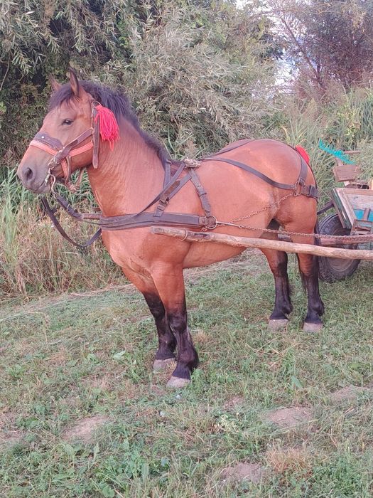 Mînză 3 ani cuminte!