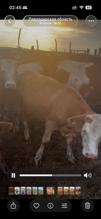 Продам телочек прошлогодних семенатал