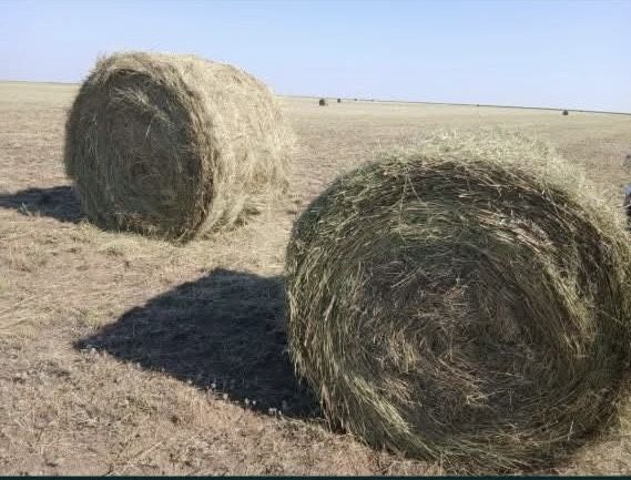Продается сено тюковое и в рулонах