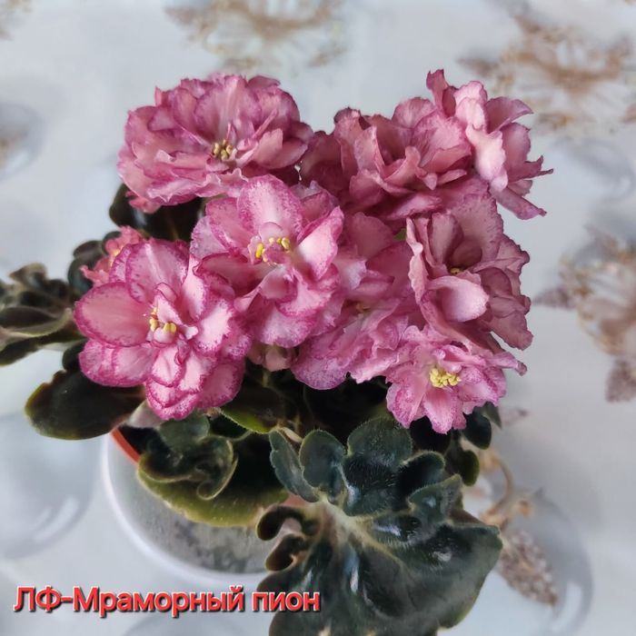 Листочек 500тг сортовые