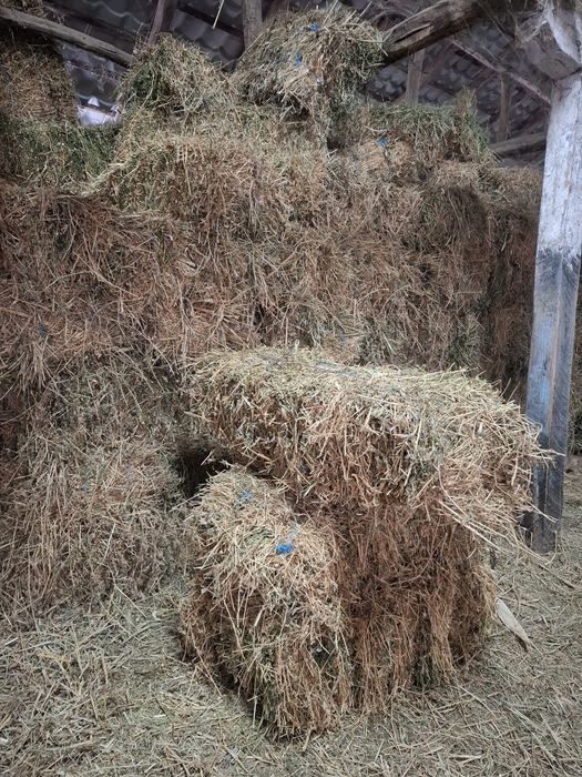 Baloti lucerna dreptunghiulari si rotunzi