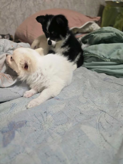 Кученца МиниШпиц