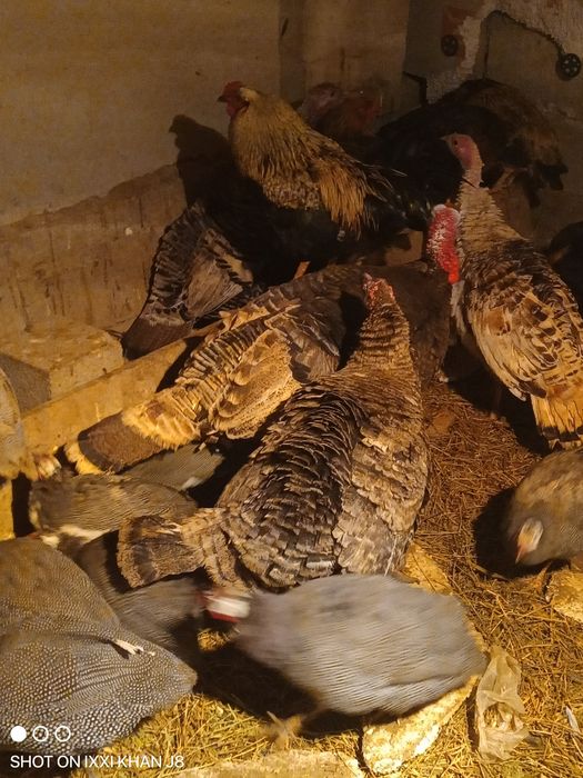 Индюк сатылады семіз