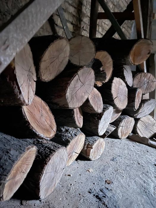 Otin qurut gilos darahtki