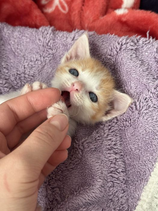 Котенок  родители сфинкс